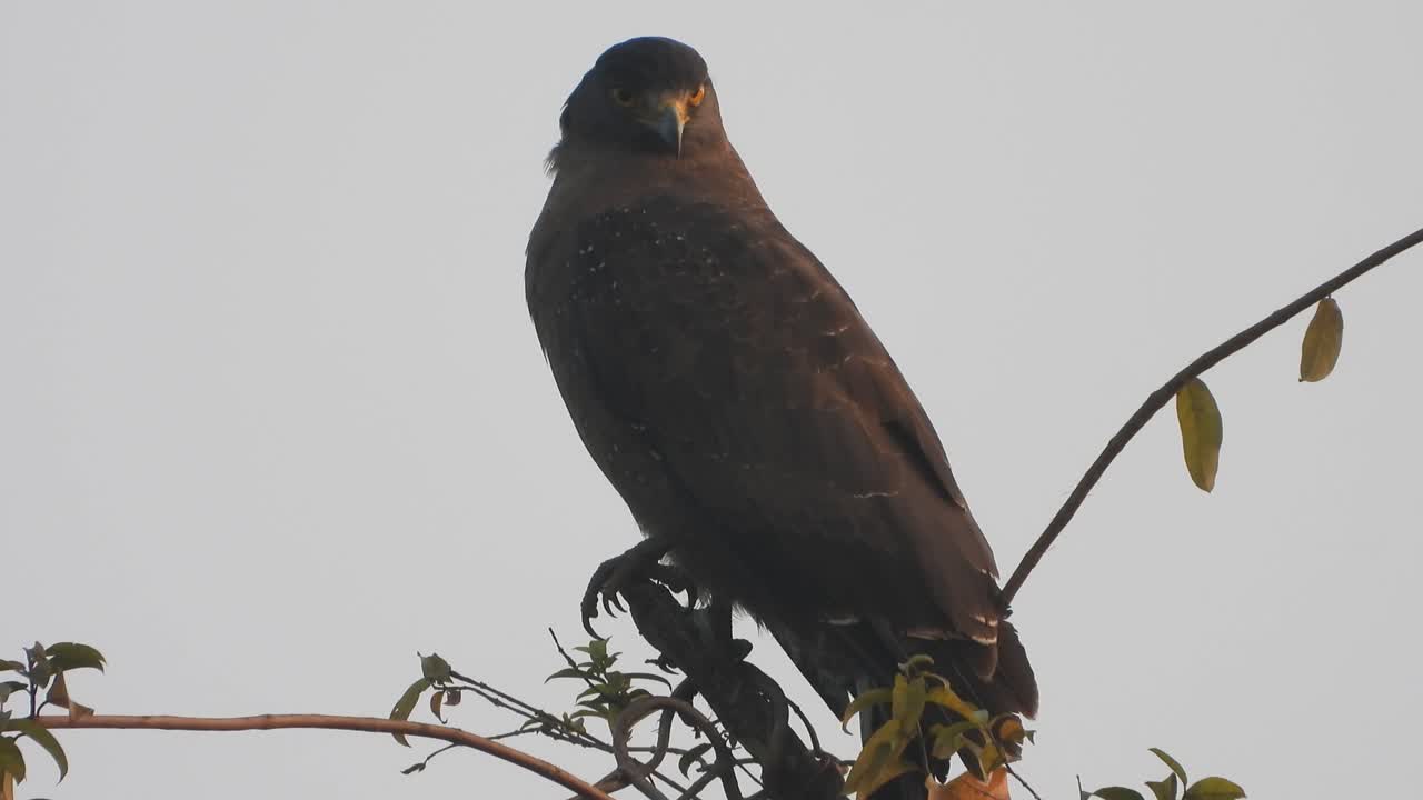 орел на дереве ждет молитвы.