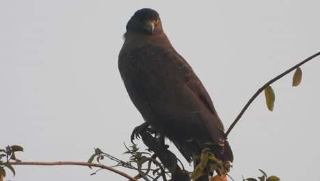 águila-En-El-árbol-Esperando-Orar-..