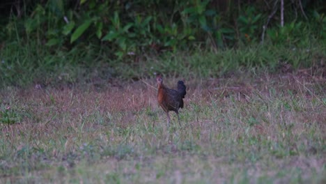 aves de la jungla, gallus visto mirando hacia la izquierda moviéndose mientras busca algunas semillas de las puntas de la hierba justo antes del anochecer en el parque nacional khao yai, tailandia