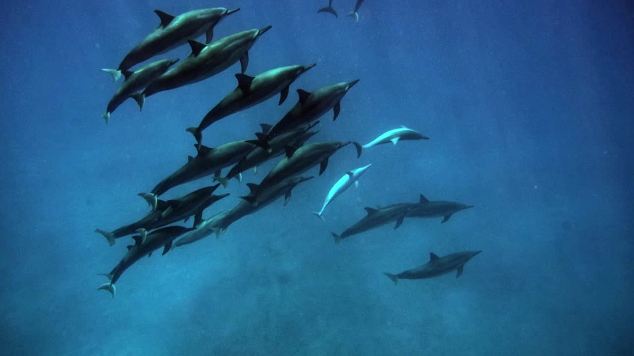 manada de delfines nariz de botella nadando juntos bajo el océano azul tropical con rayos de sol