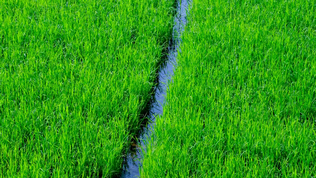 Trickling water running through green rice paddies of agricultural farmland in rural countryside of Sri Lanka