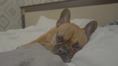 a sleepy french bulldog dozes peacefully on a soft, white bedspread, its face relaxed and serene