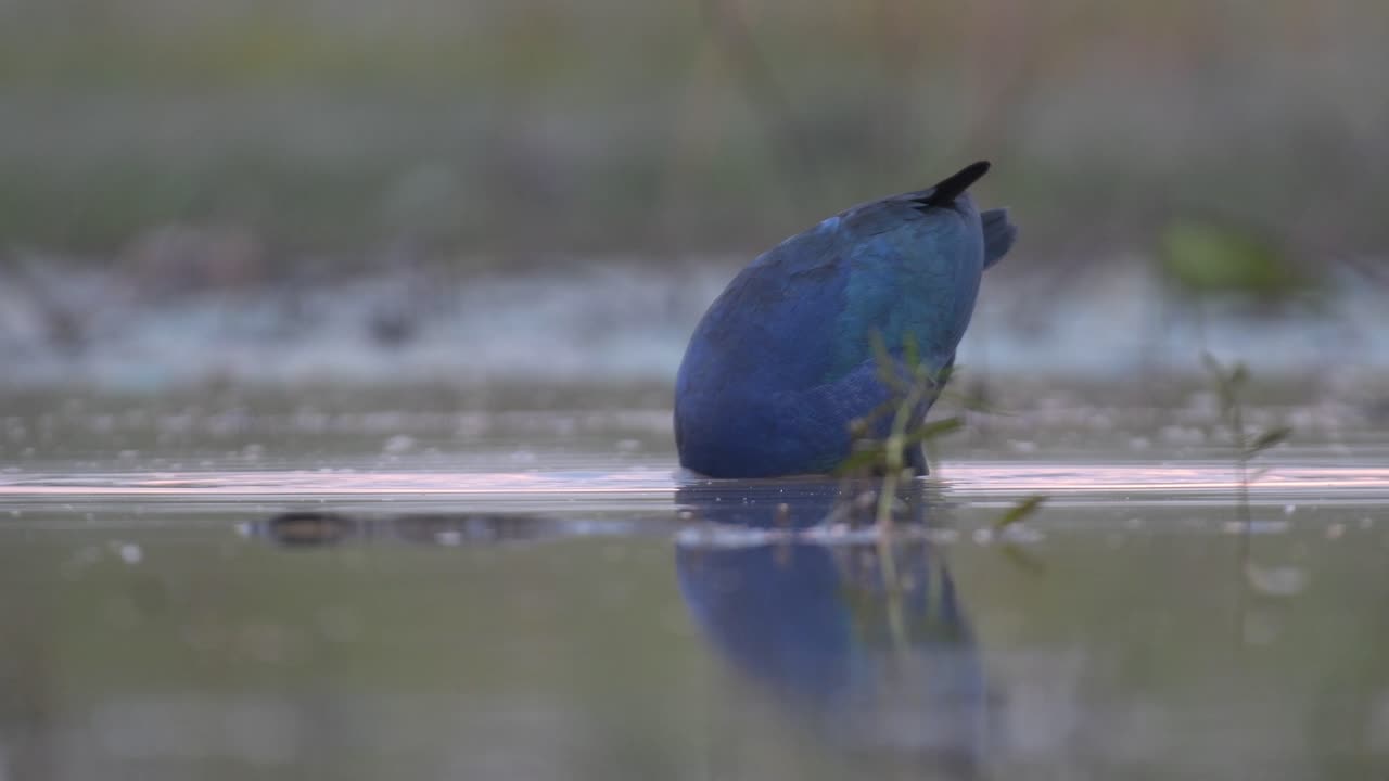 아침 에 습지 에서 먹이 를 찾는 회색 머리 의 습지 새 들