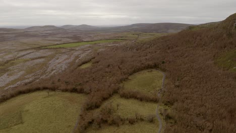 Herbstfarben-Im-Burren-Nationalpark:-Kühe,-Gras,-Kalkstein