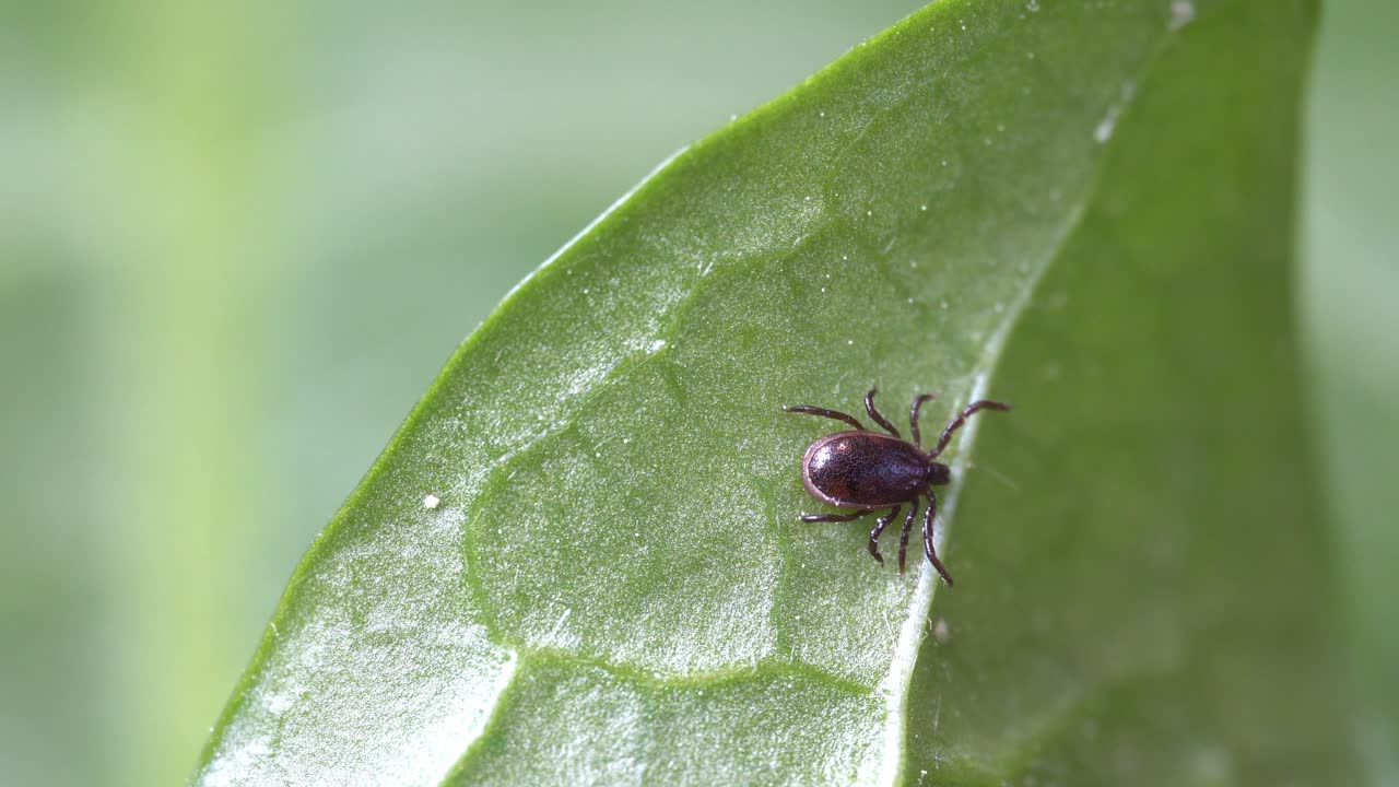 Dark brown tick crawling on underside of leaf, top of frame, close up