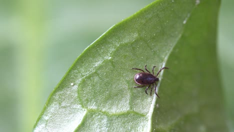 Dark-brown-tick-crawling-on-underside-of-leaf,-top-of-frame,-close-up