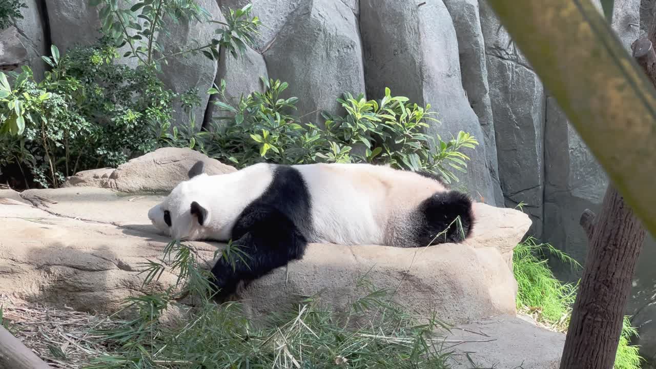 toma cinematográfica de un panda gigante perezoso, ailuropoda melanoleuca, duerme boca abajo en una tarde relajante en su hábitat en el zoológico de singapur, reserva de vida silvestre mandai, sudeste asiático