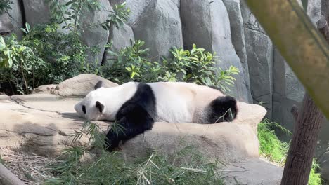 cinematic shot of a lazy giant panda, ailuropoda melanoleuca, sleep on the belly on a relaxing afternoon in its habitat at singapore zoo, mandai wildlife reserve, southeast asia