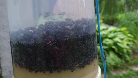 moscas atrapadas en una trampa para moscas en la granja
