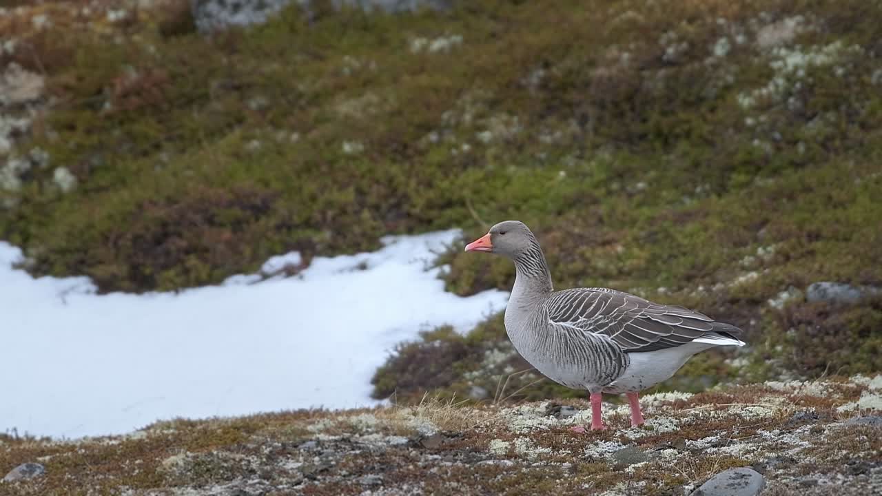 가시새, 성인 그레이라그 가시