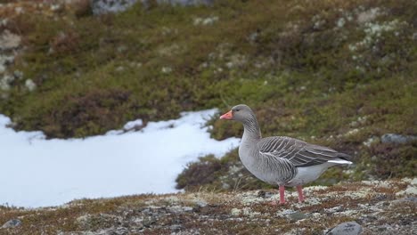 el pájaro ganso, el ganso gris adulto