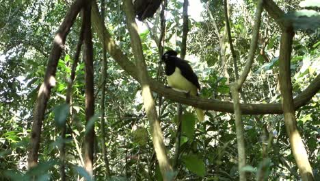 Arrendajo-De-Cresta-Afelpada,-Cyanocorax-Chrysops,-Que-Se-Encuentra-En-La-Selva-Tropical-Atlántica-Brasileña