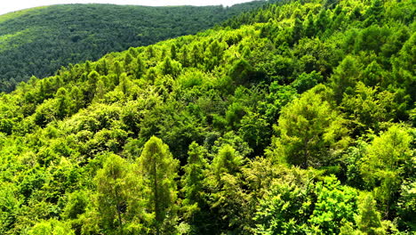 lush green forest landscape with hills. dense greenery covers rolling hills under bright sunlight, showcasing the vibrant beauty of nature in springtime