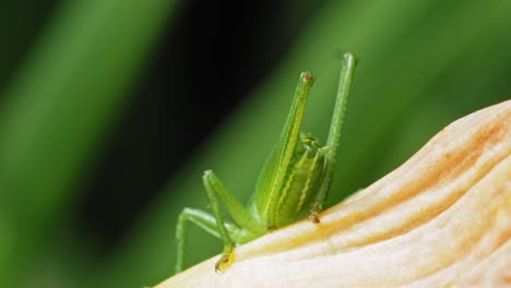 macro of the legs and ovipositor of the common green grasshopper