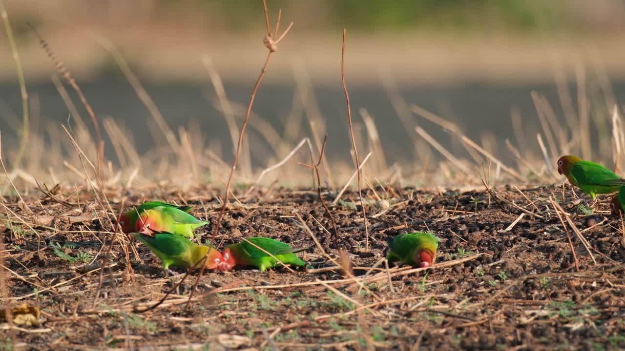 una bandada de coloridos pájaros amorosos de fischer se alimentan en el suelo en tanzania