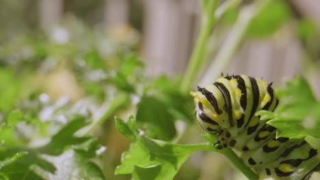 Caterpillar-eating-parsley-down-to-stem.-Close-Up