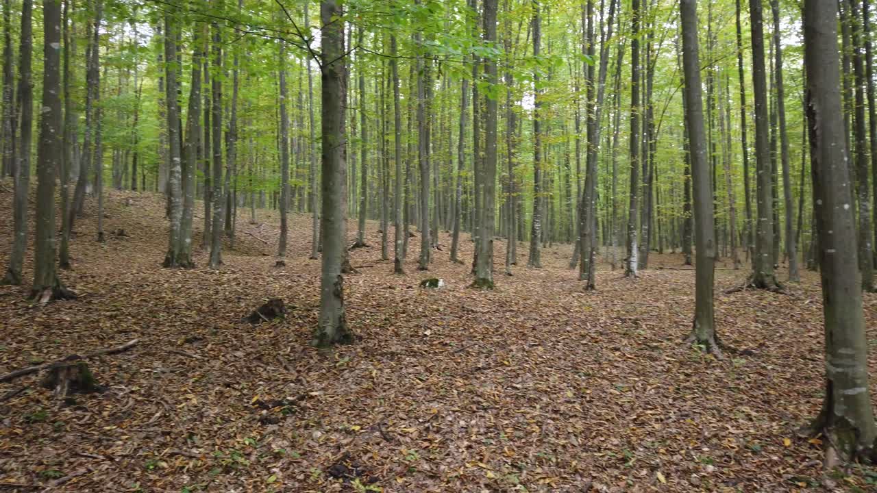 Bella passeggiata nel bosco autunnale, scena rurale in autunno