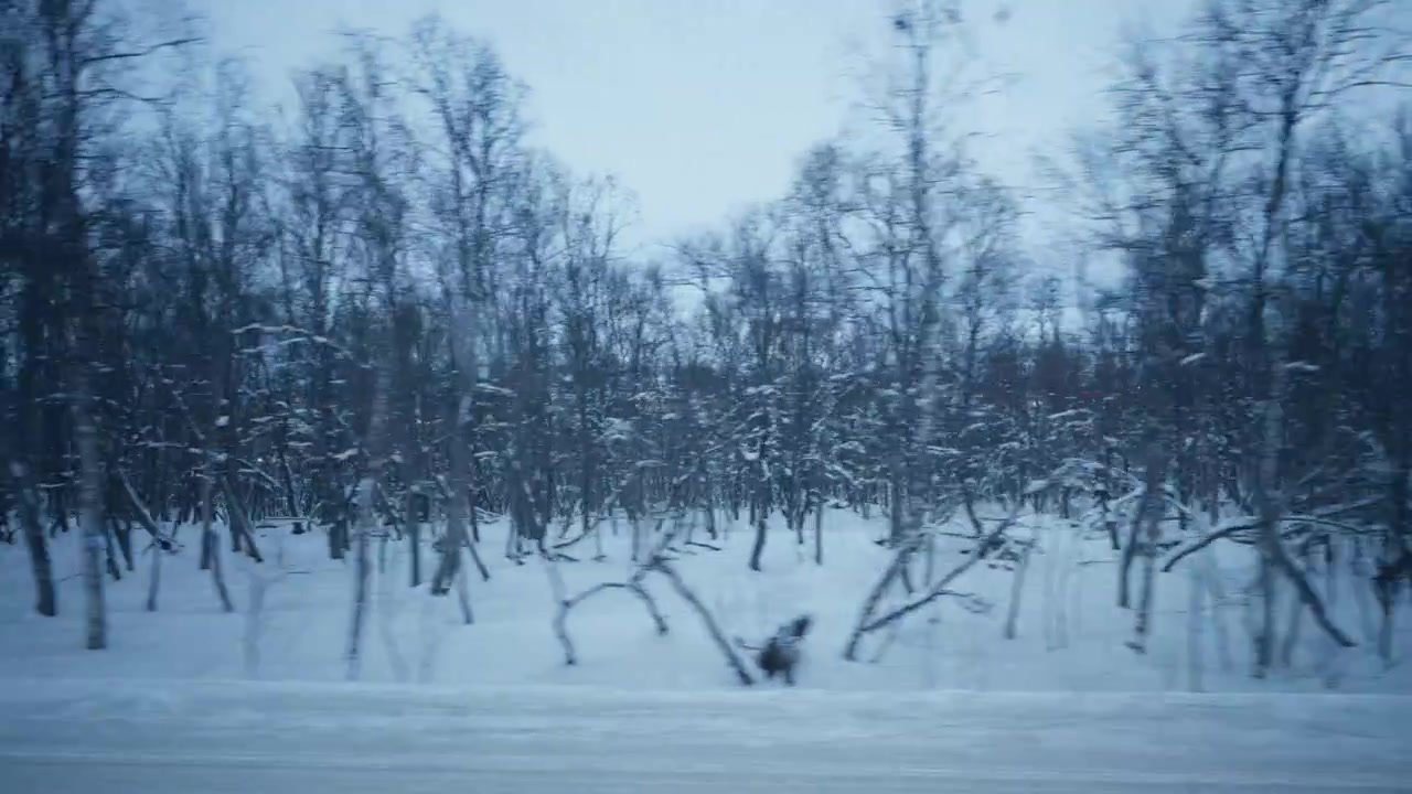 Foresta di betulle coperta di neve, POV da un veicolo in movimento durante l'inverno artico