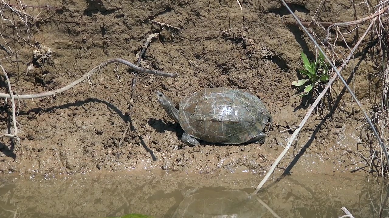 A turtle resting on the muddy bank of a river