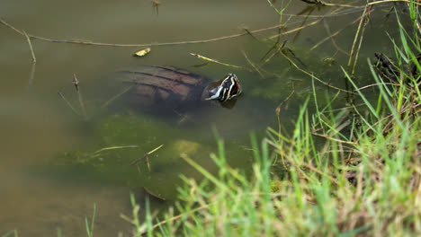 Schneckenfressende-Schildkröte-Auf-Nahrungssuche-Unter-Dem-Fluss-In-Thailand