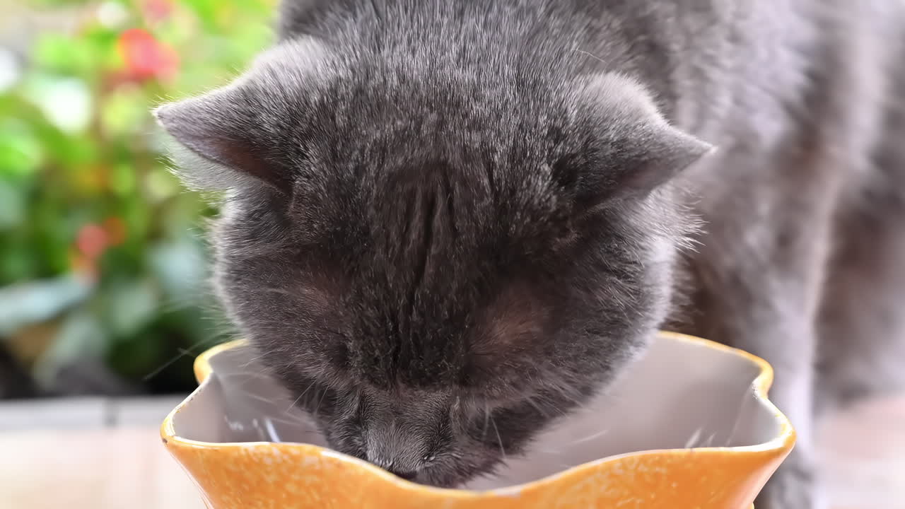 A gray cat happily eats from a shallow bowl in a garden filled with colorful plants. The sunlight creates a warm atmosphere as the cat savors its food