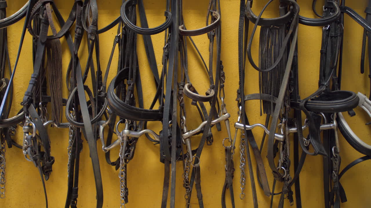 Close-up of multiple leather horse bridles hanging on a stable wall, showing traditional equestrian equipment used for riding and horse training