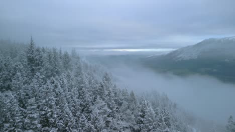 Kiefernwald,-Verschneiter-Winter,-Nebliger-Hang-Mit-Seitlichem-Flug,-Der-Das-Grüne-Tal-Zeigt