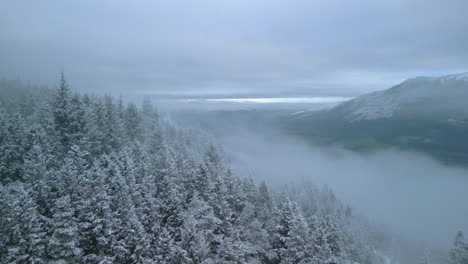 pine forest snowy winter misty hillside with lateral flight showing green valley