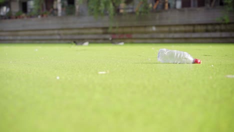 Plastic-bottle-floating-on-a-city-canal-covered-with-duckweed-while-ducks-are-passing-by-in-the-background