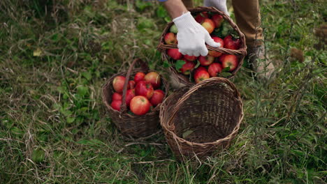 picking apples in an orchard