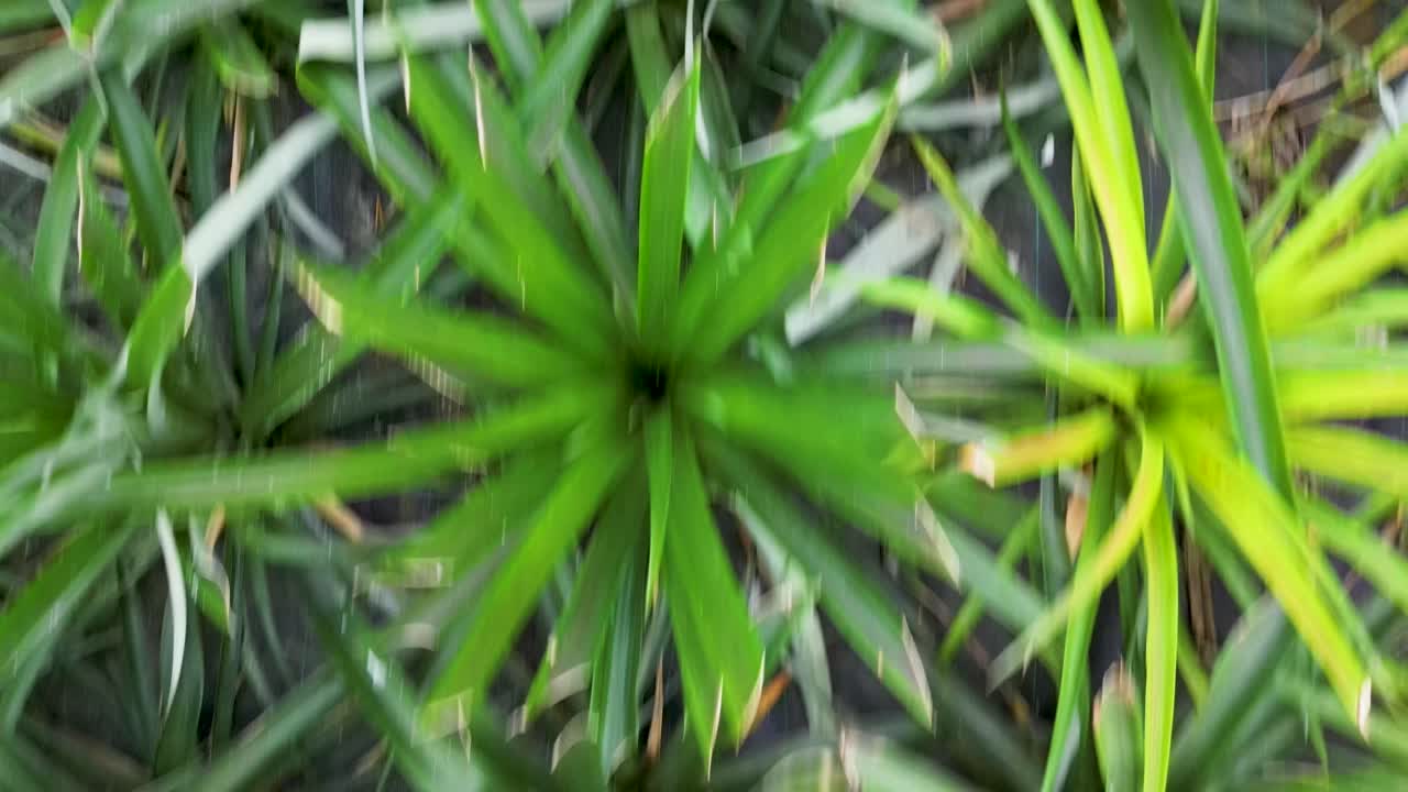 화려한 초록색 잎과 중앙 로제트, 브로멜리아를 가진 열대 식물의 클로즈업, 상단에서 아래로 볼 수 있습니다. 활기찬 자연 텍스처와 식물적 세부 사항을 포착합니다.