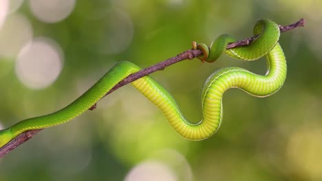 la víbora de labios blancos es una víbora venenosa endémica del sudeste asiático y a menudo se encuentra durante la noche esperando en una rama o rama de un árbol cerca de un cuerpo de agua con muchos alimentos