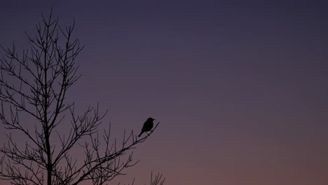 Silhouette of a bird on a bare tree branch at sunset, captured from a low angle