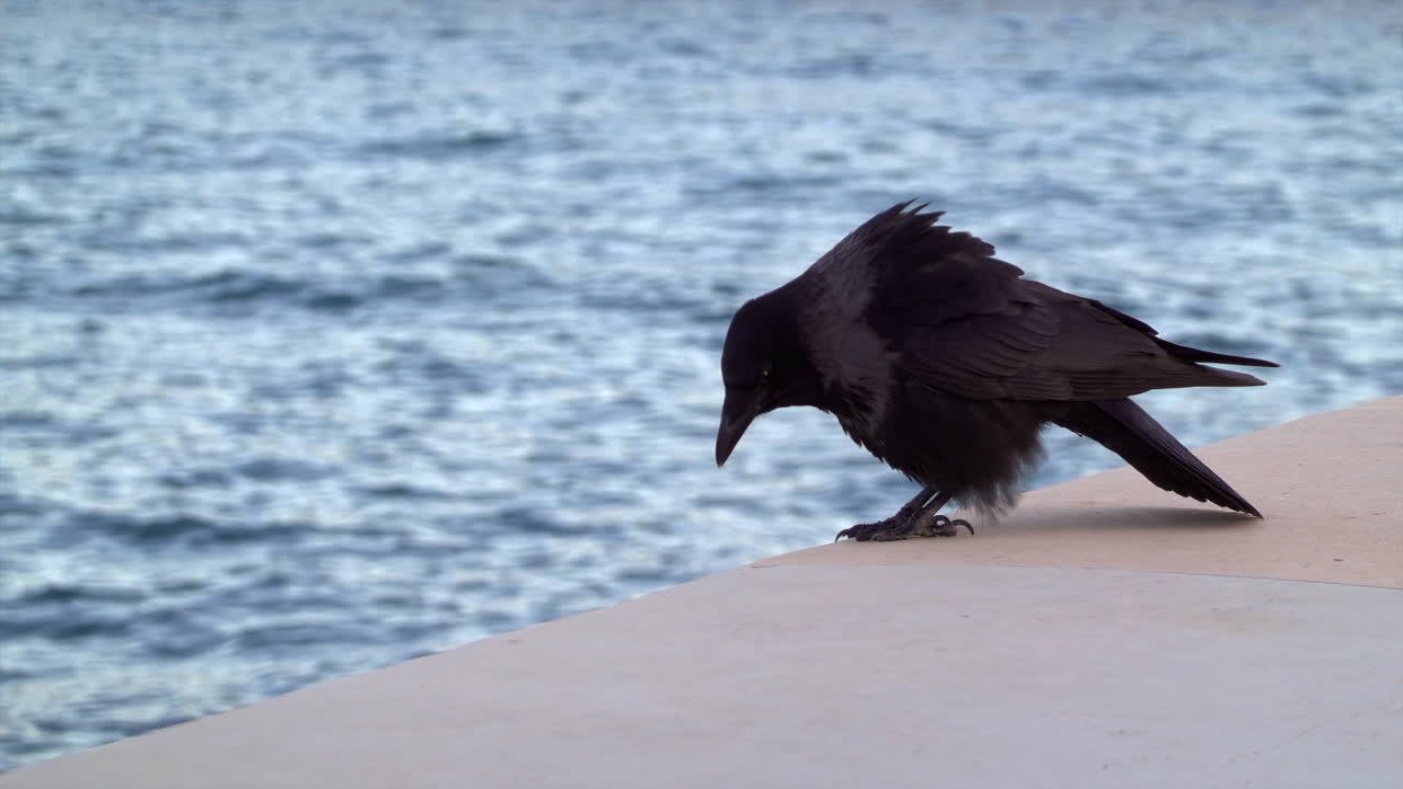 Hooded crow calling on a seaside ledge with rippled blue water in the background