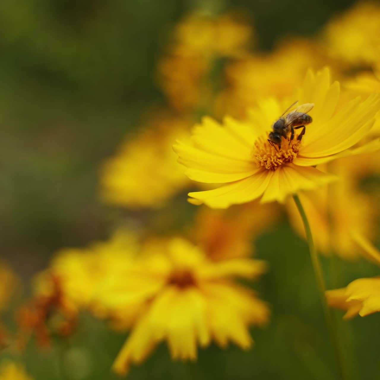 Un'ape su un fiore giallo