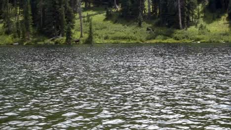 Alce-Acercándose-Al-Lago-En-Colorado