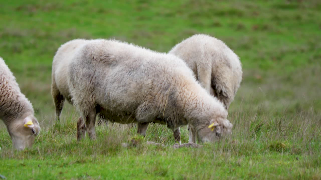 Sheep graze hungrily in field, walking and chewing ourense, sandi&aacute;s, spain