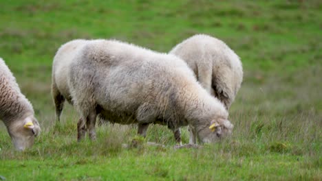 Schafe-Grasen-Hungrig-Auf-Dem-Feld,-Laufen-Und-Kauen-Ourense,-Sandiás,-Spanien