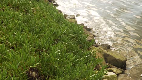 4k carpobrotus edulis 식물, vouga 강 어귀에 있는 ria de aveiro에 있는 강 머리맡에 있는 aizoaceae과에 속하는 즙이 많은 식물