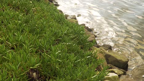 4k carpobrotus edulis plant, succulent belonging to the aizoaceae family in the bedside of a river in ria de aveiro in the estuary of river vouga