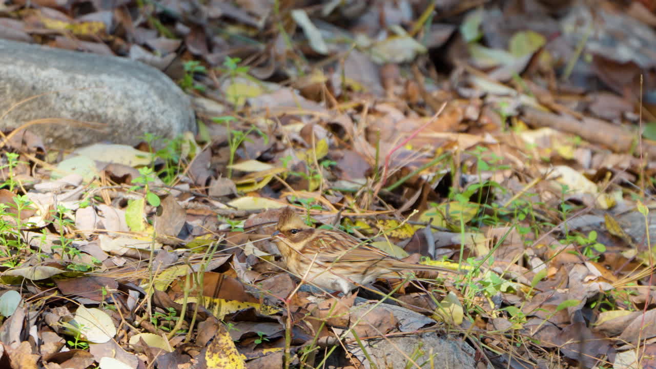 잎이 떨어지는 땅에서 먹이를 찾는 노란 목의  ⁇ 팅