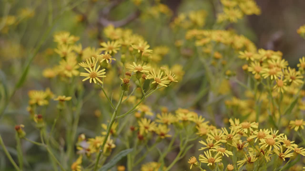 un campo de flores de margarita amarillas balanceándose en la breve brisa que las golpea en un día nublado y frío