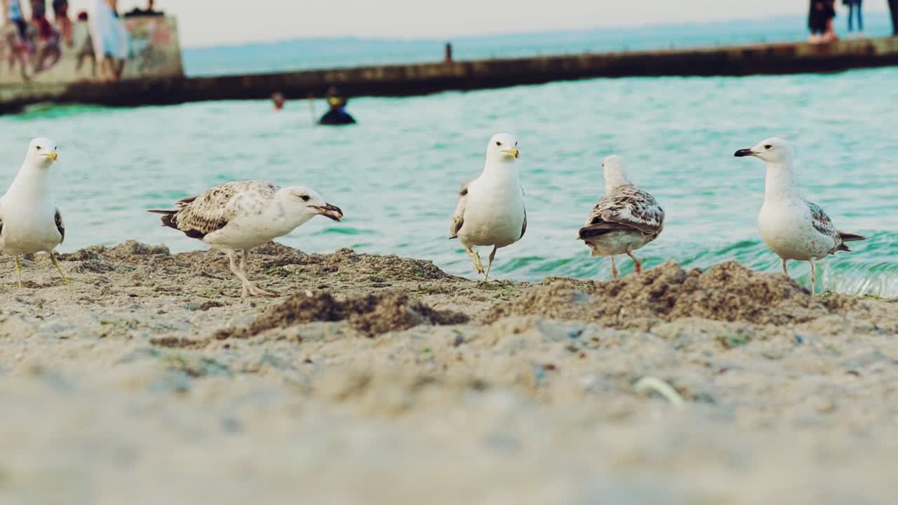 A flock of seagulls walk on the Sea coast. Birds on a sandy beach is looking for food.