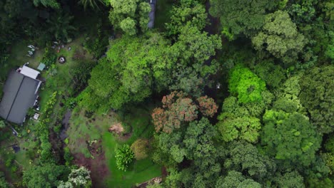 ascending-drone-footage-beginning-with-roads-winding-through-the-lush-green-trees-to-reveal-the-city-of-Honolulu-Hawaii-on-the-island-of-Oahu-as-green-parrots-fly-by