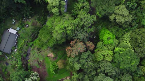 las imágenes ascendentes de drones comienzan con carreteras que serpentean a través de los árboles verdes exuberantes para revelar la ciudad de honolulu hawai en la isla de oahu mientras los loros verdes vuelan.