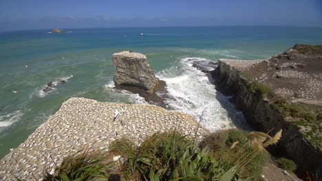 panning over a gannet colony