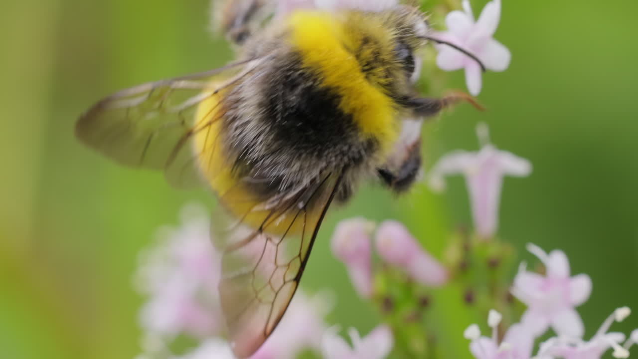 벌은 이 좋은 날에 꽃의 을 모으고 있다. 벌을 스로모션으로 찍은 매크로.