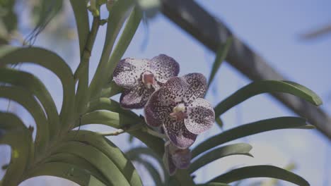 Detailaufnahme-Einer-Wunderschönen-Blume-Namens-Orchidee-Im-Garten,-Video-1920-X-1080-C-Log-Farbe