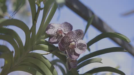 fotografía detallada de una hermosa flor llamada orquídea en el jardín, video 1920x1080 c-log color
