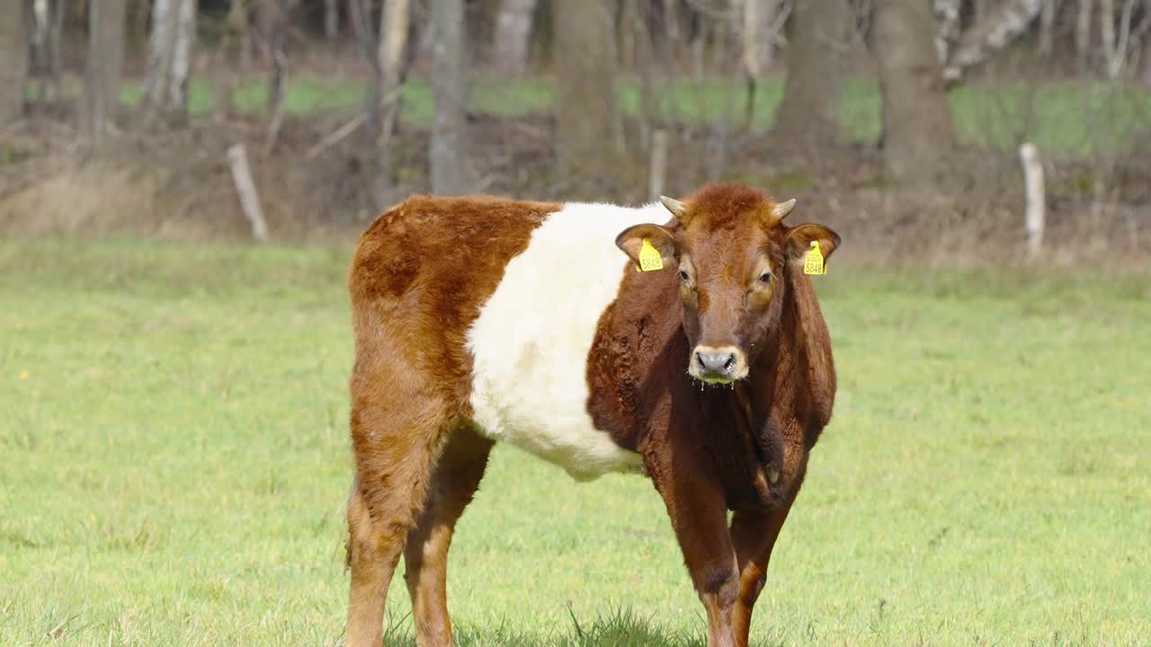Mucca marrone e bianca in piedi nel pascolo con etichette gialle sulle orecchie.
